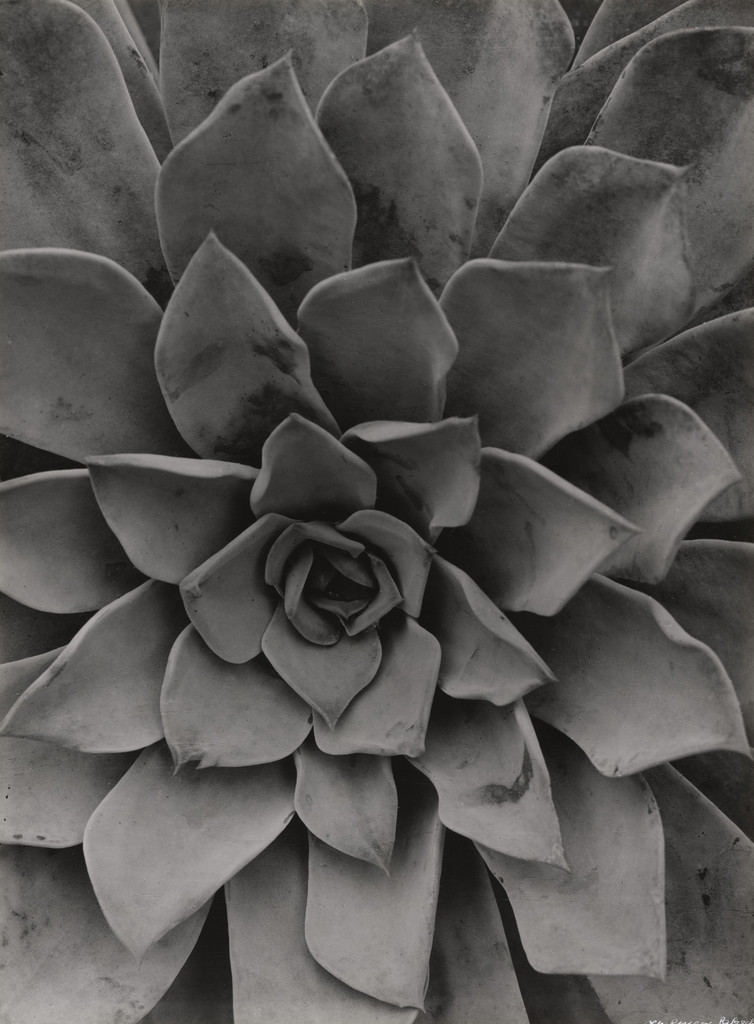 Echeveria