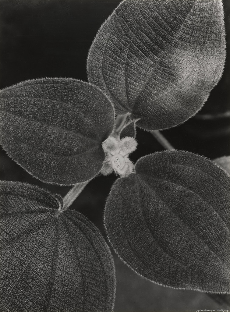 Heterotrichum Macrodon