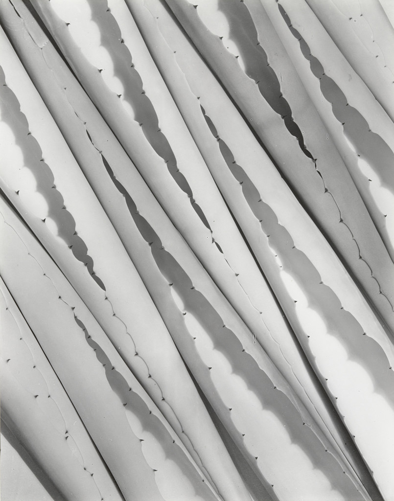Agave Design 2