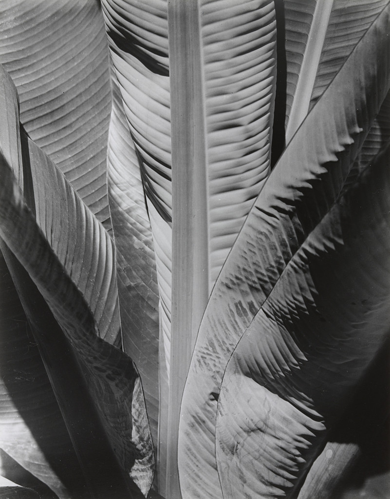 Banana Plant