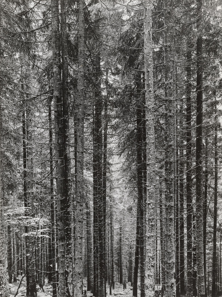 The Bohemian Forest