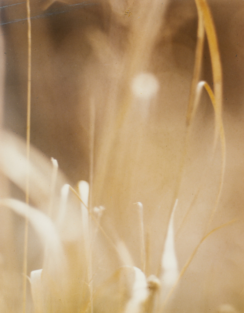 Grasses no. 1