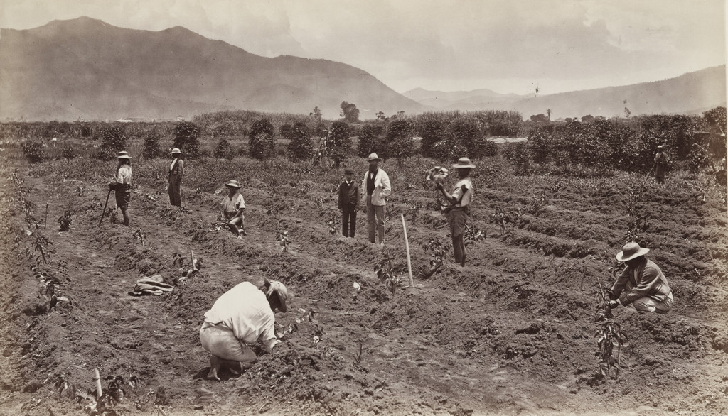 Transplanting the Young Coffee Tree, Antigua