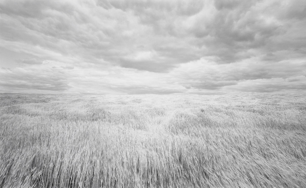 Wheatfield