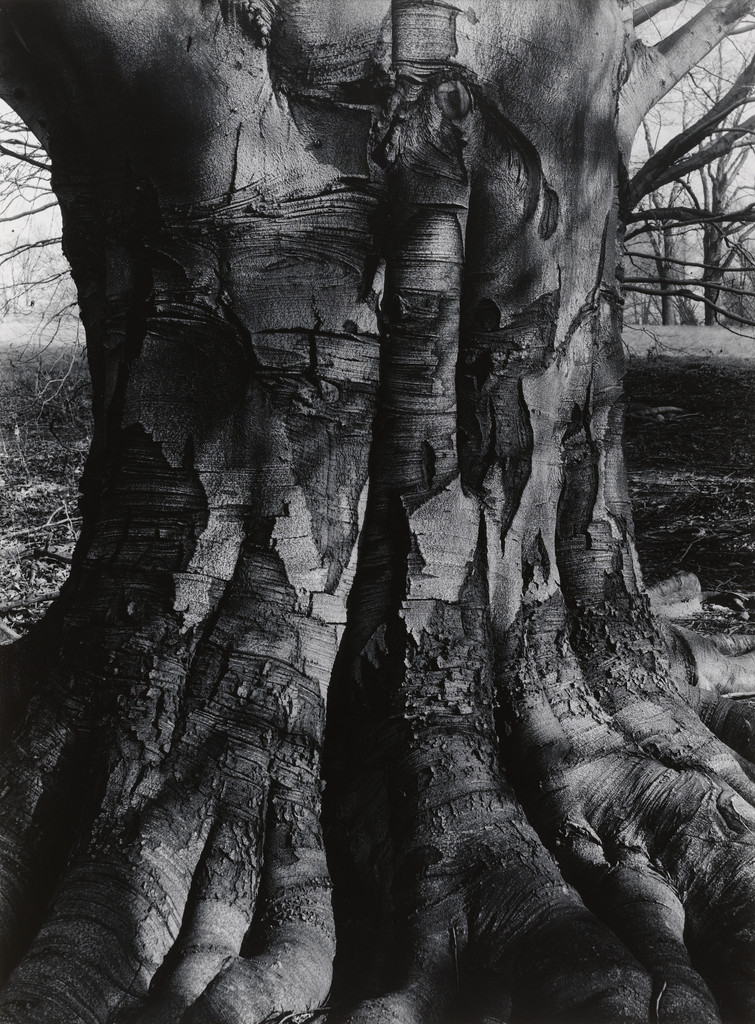 Beech Tree I