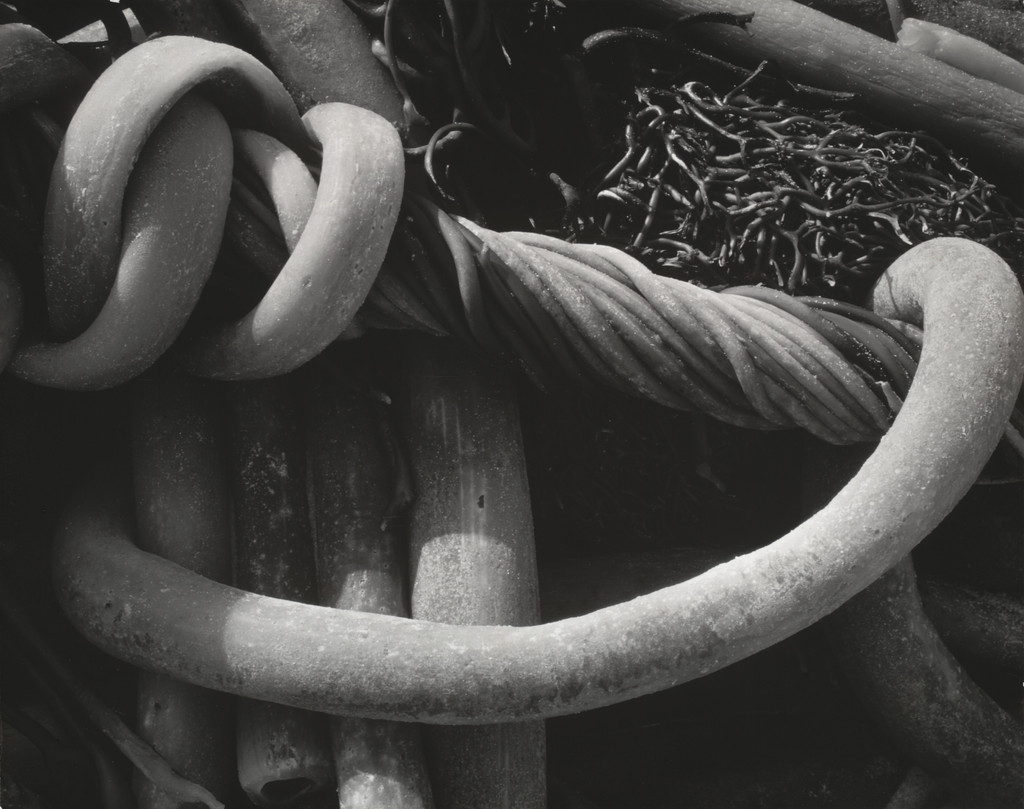 Kelp
