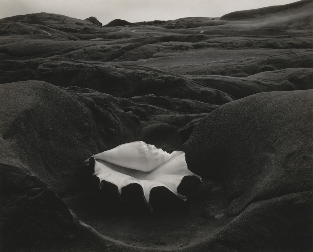 Shell and Rock Arrangement
