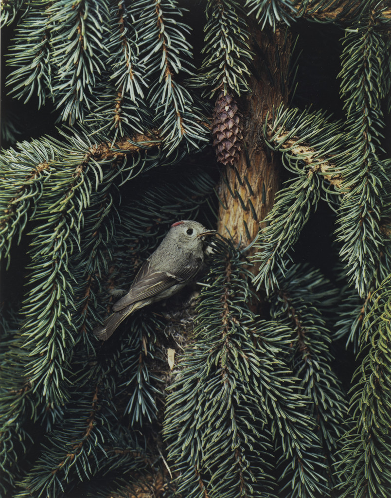 Ruby-Crowned Kinglet