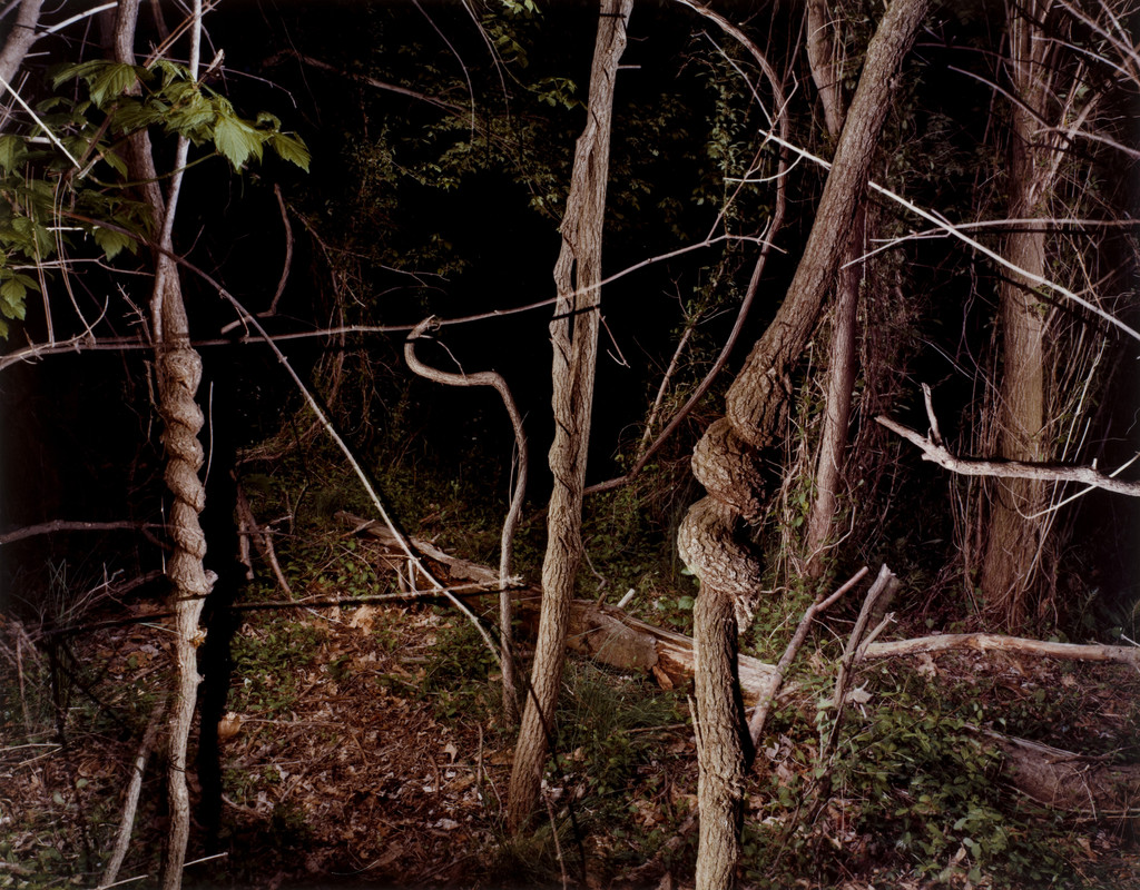 Deep in the Woods