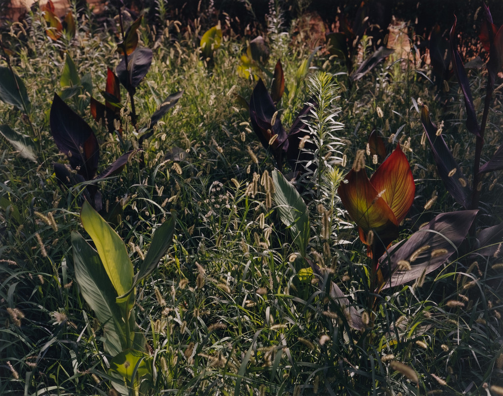 Garden, Saville