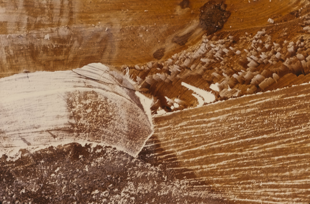 Sawn Tree, Cross River