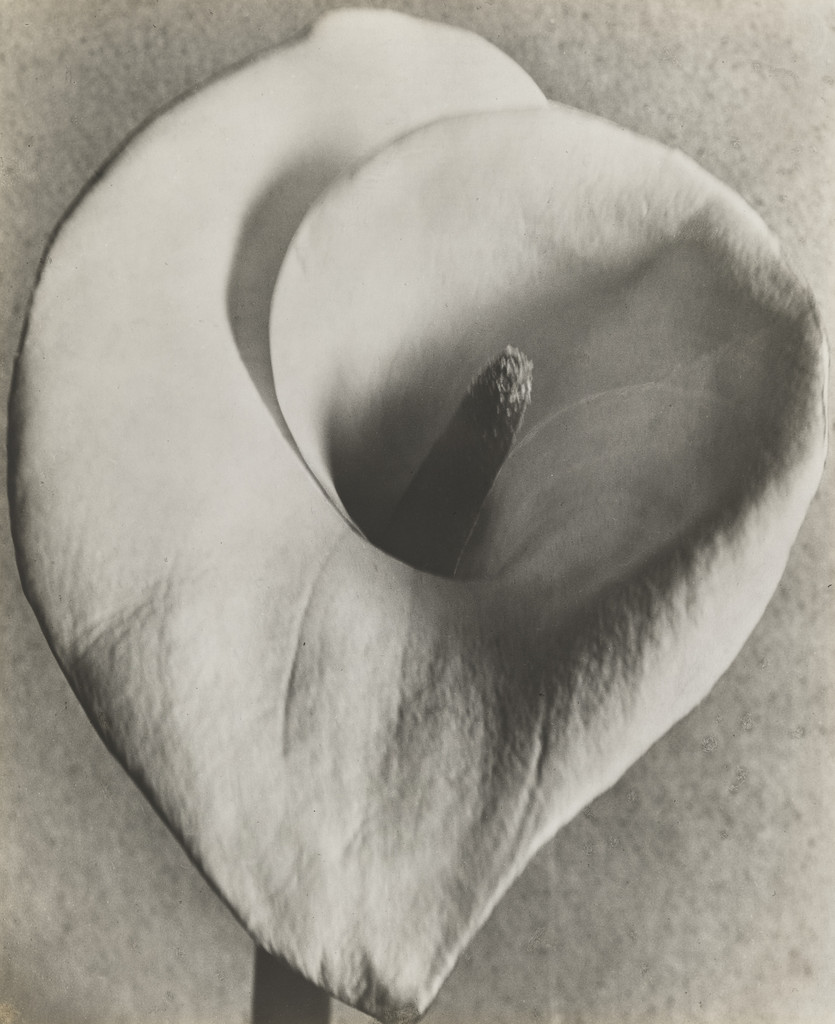 Calla Lily