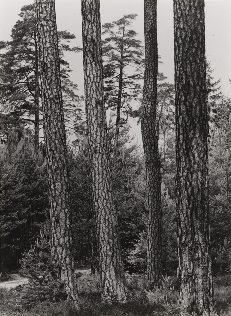 Pine Trees in Nuremberg State Forest