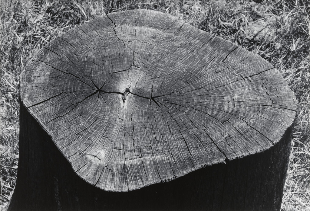 Stump