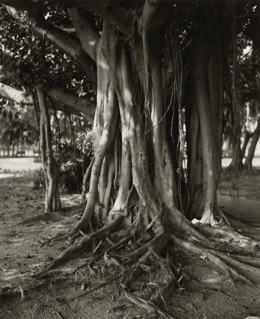 Banyan Tree, Florida