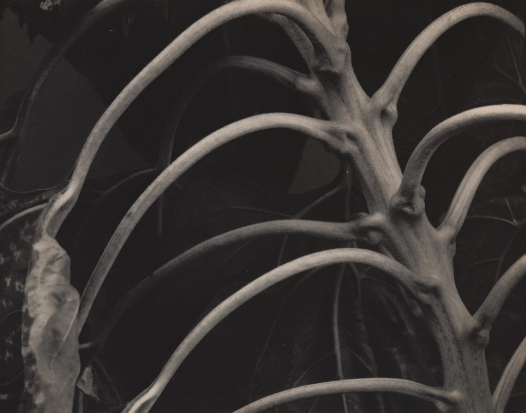 Backbone and Ribs of a Sunflower
