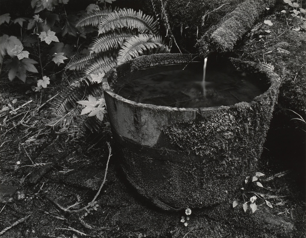 Old Tub, Humboldt Redwoods