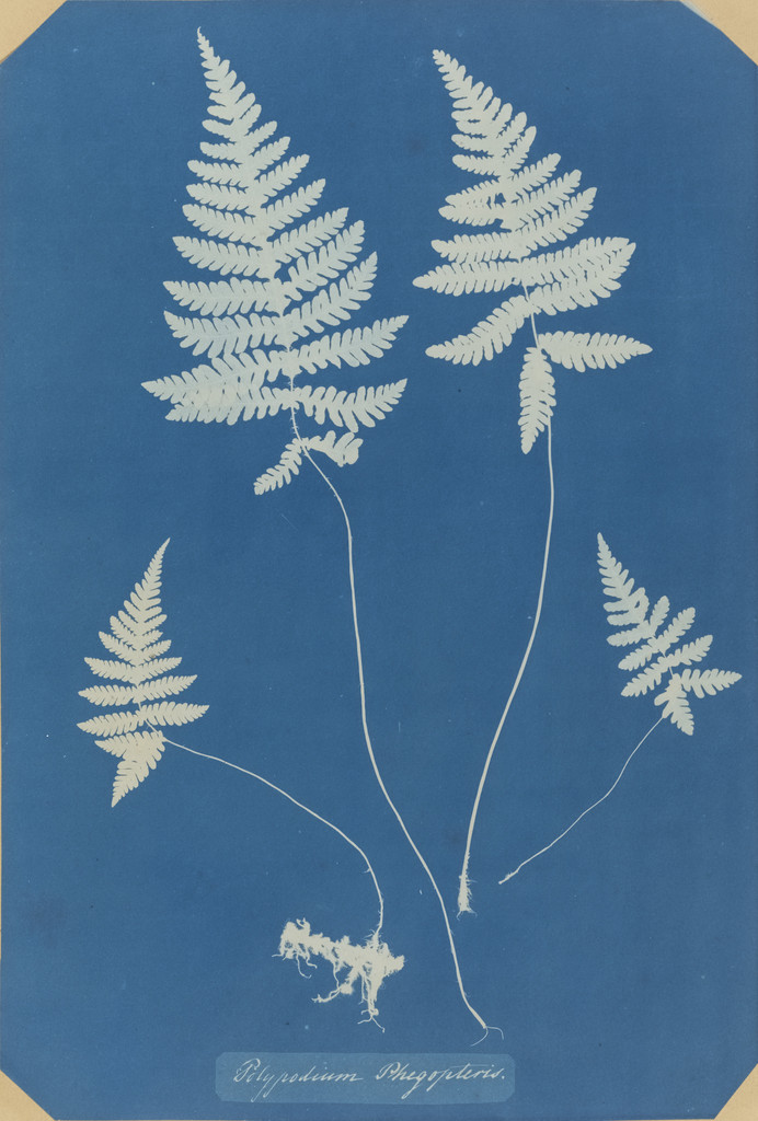 Polypodium Phegopteris