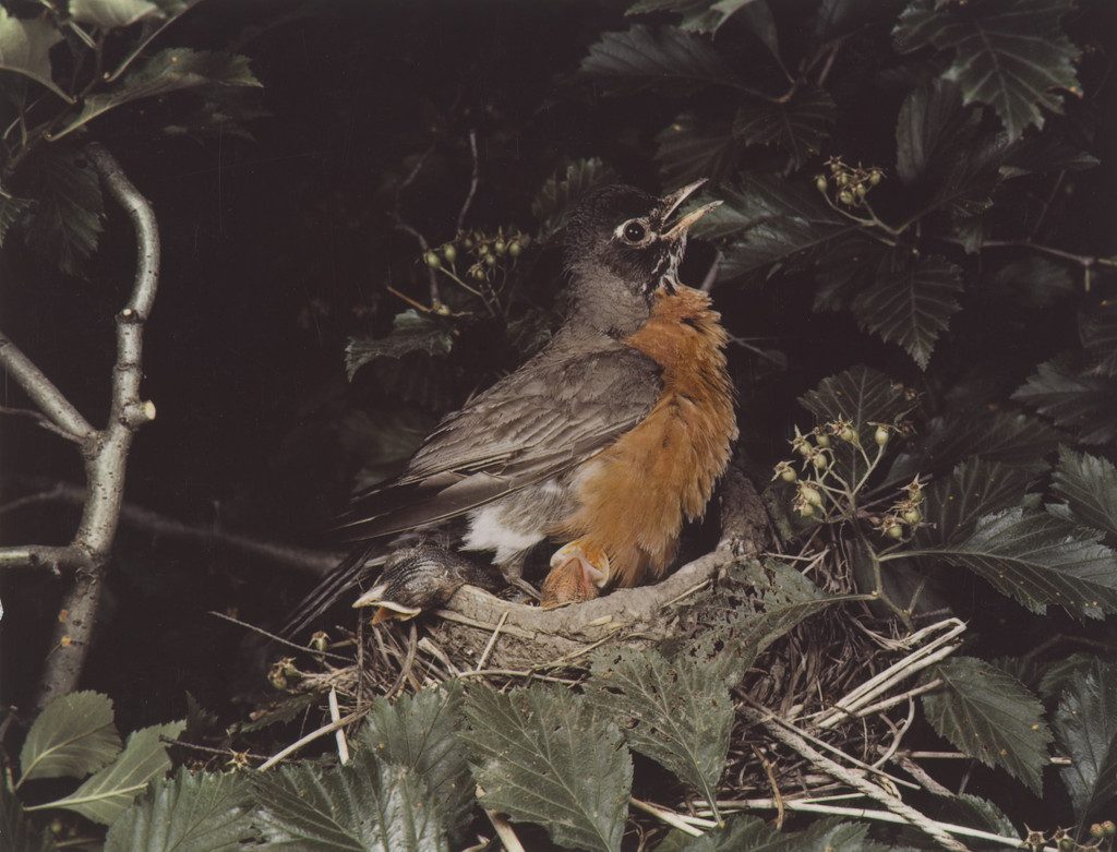 Robin