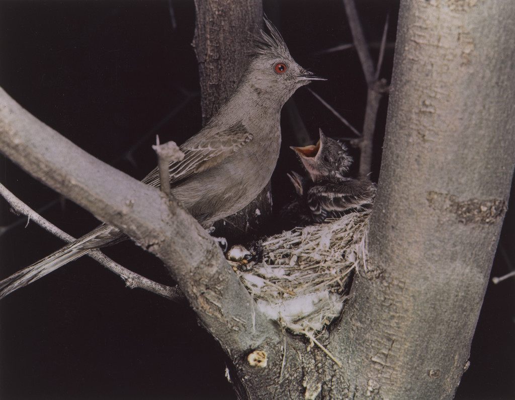 Phainopepla
