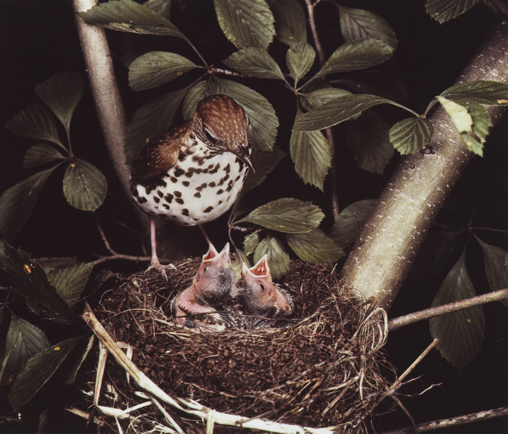 Wood Thrush