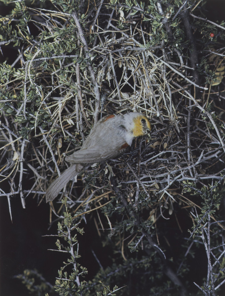 Verdin