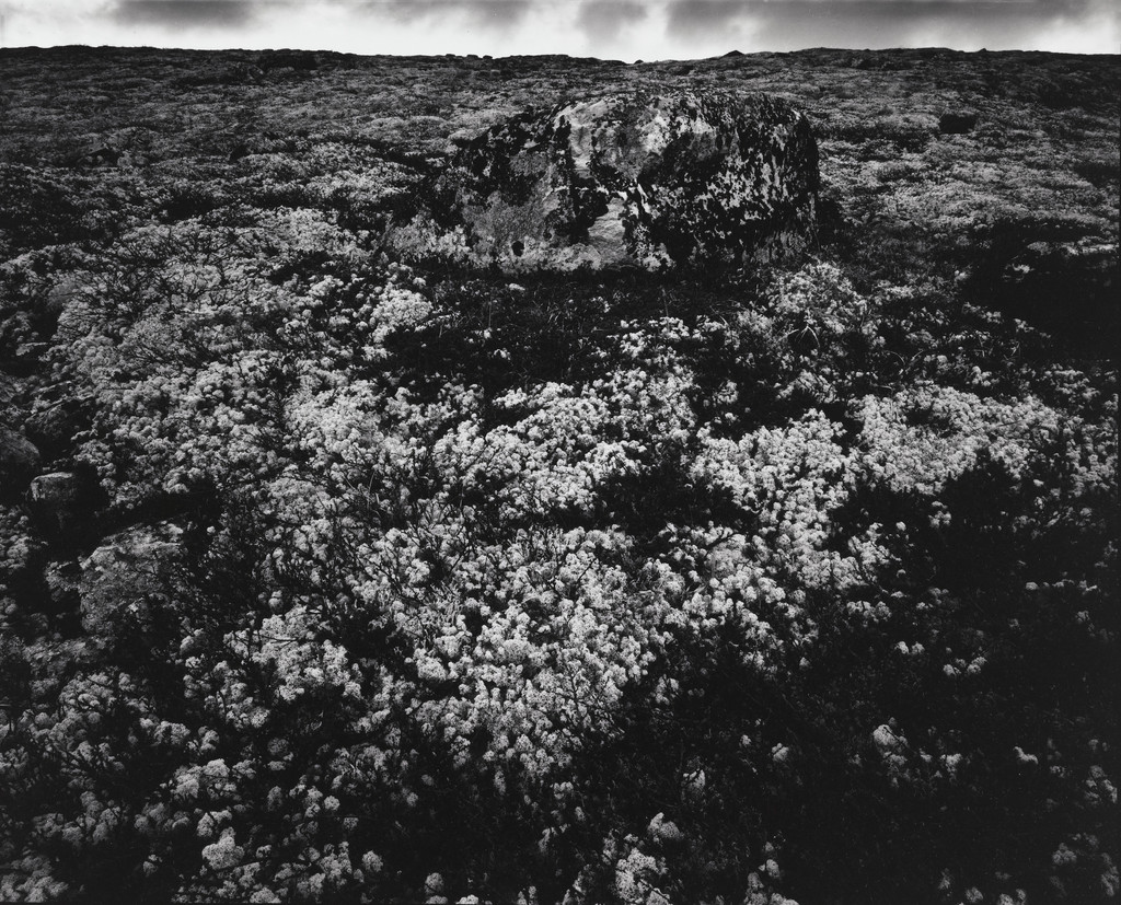 Untitled (Landscape with large stone, lichens)