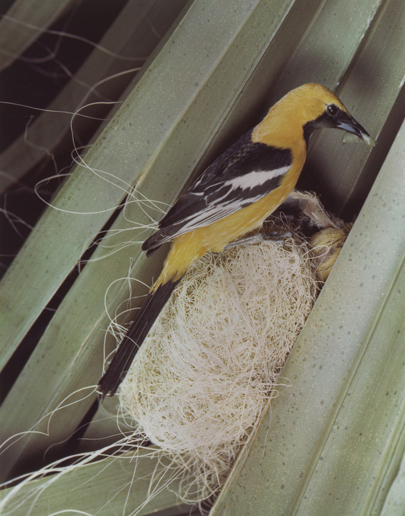 Hooded Oriole