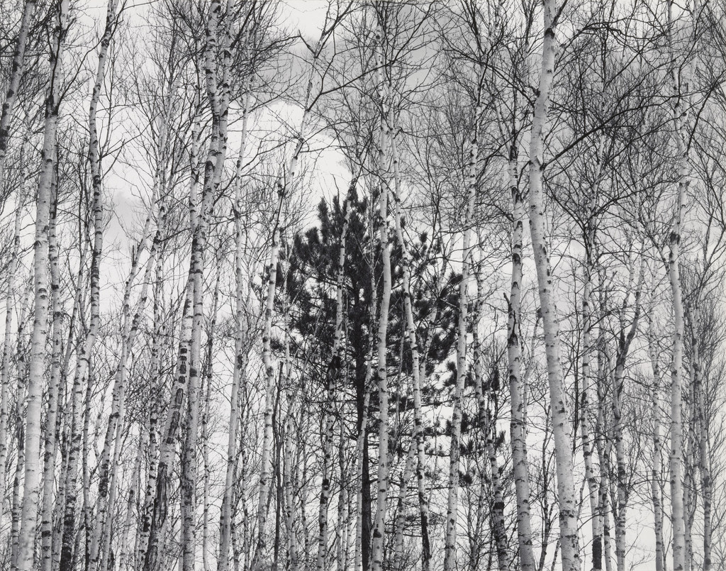 Young Pine in Aspen
