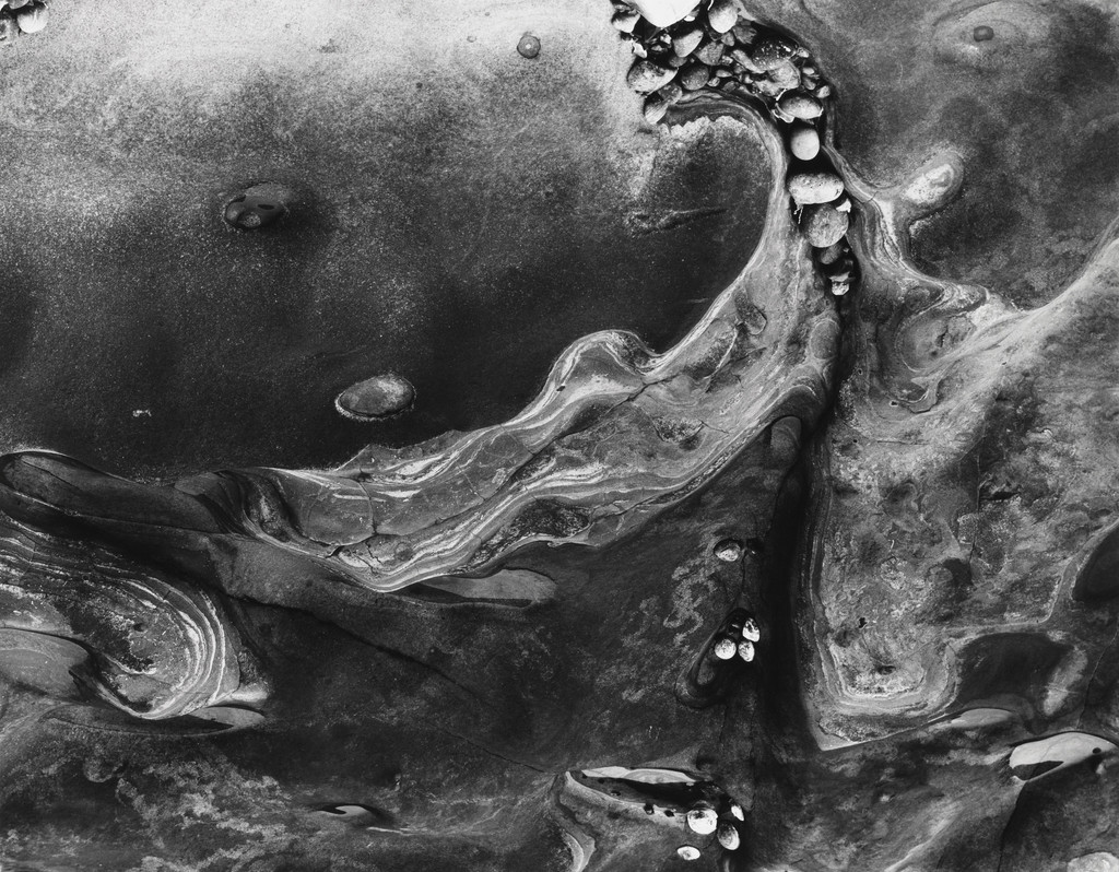 Barnacles