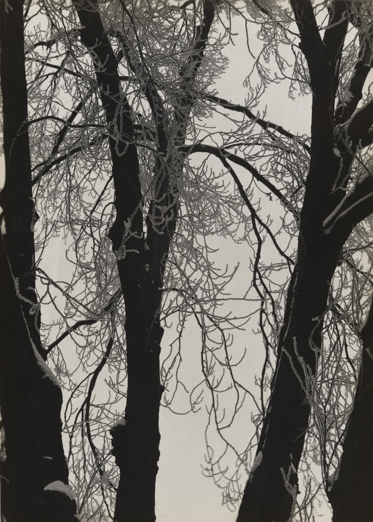 White Poplar