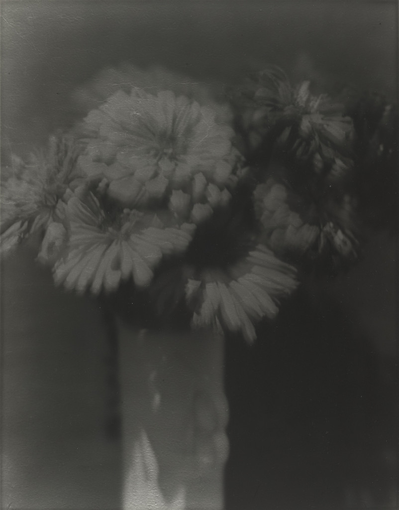 Zinnias