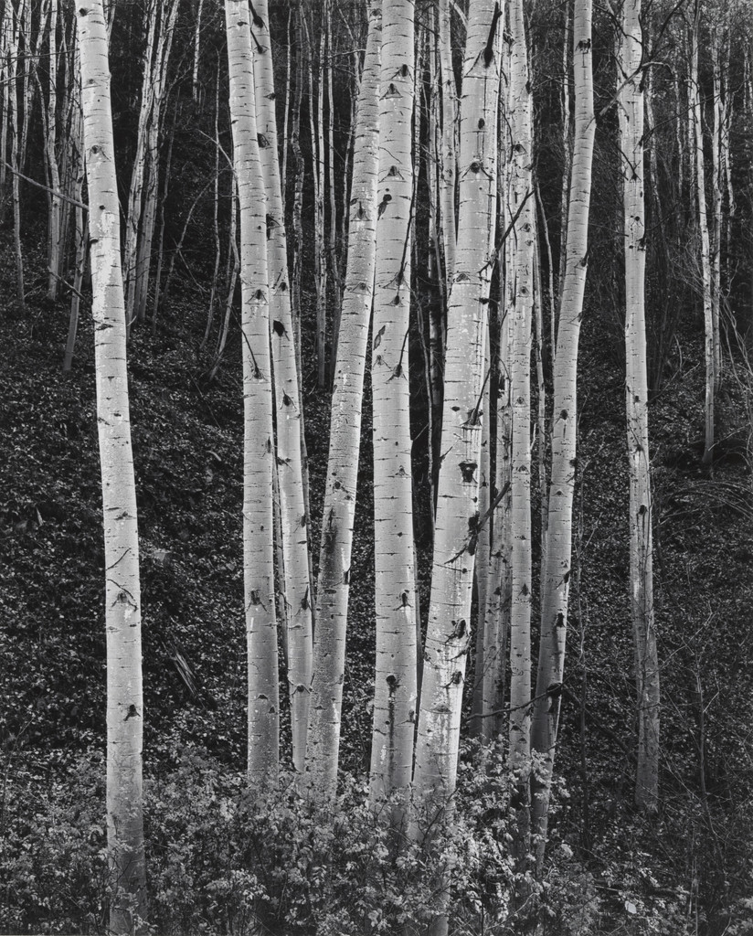 Aspen Trees, New Mexico