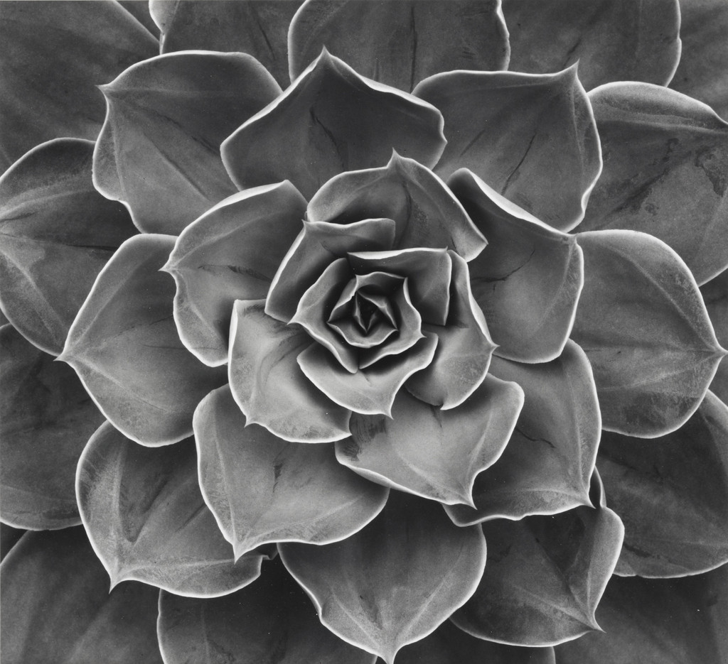 Succulent: Echeveria Subrigida Hybrid, Mill Valley, California