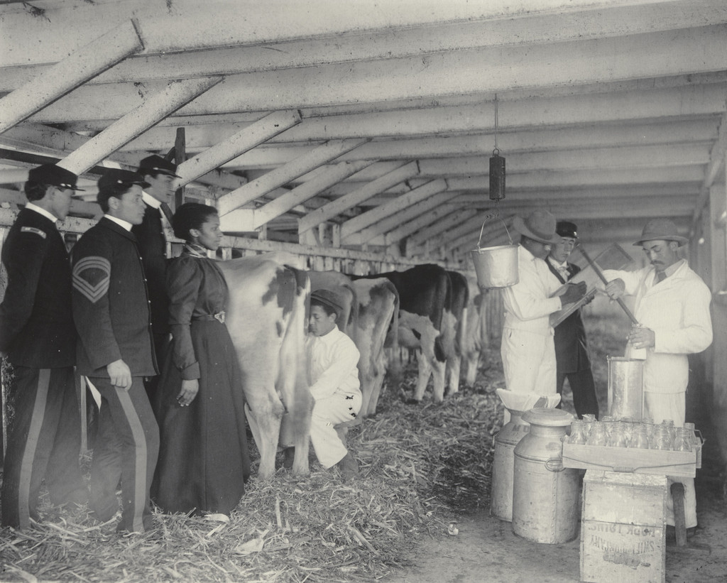 Agriculture. Sampling milk