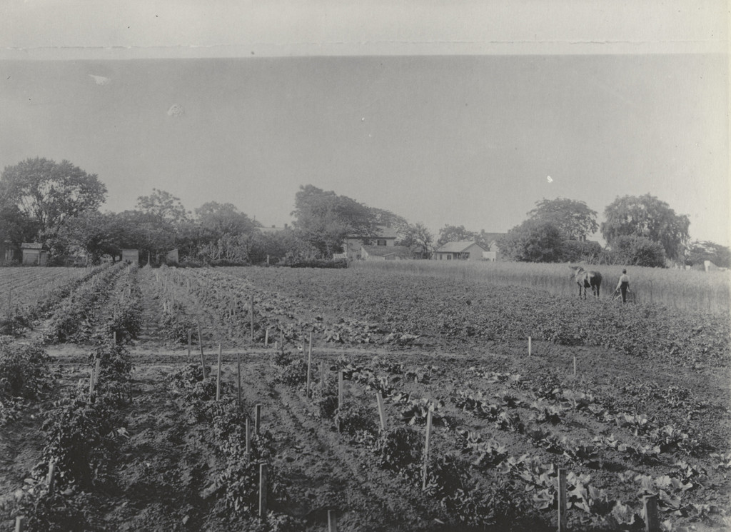 Agriculture. The Experiment Farm