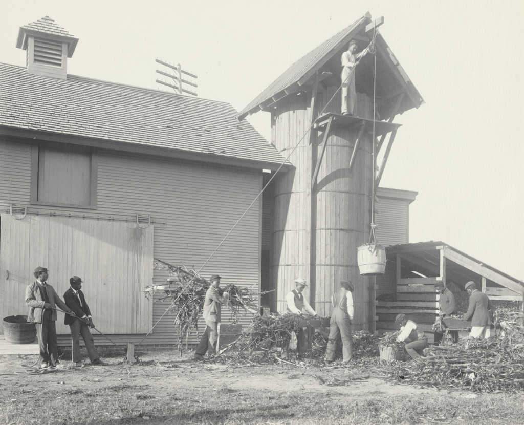 Agriculture. Filling the silo by hand