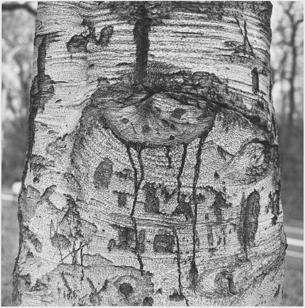 Tree Trunk, 9-17-95, Prospect Park, Brooklyn
