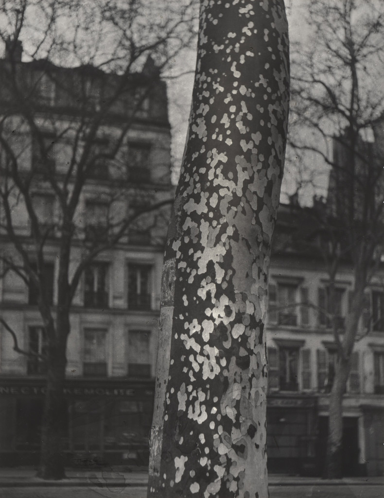 Plane Tree, Paris