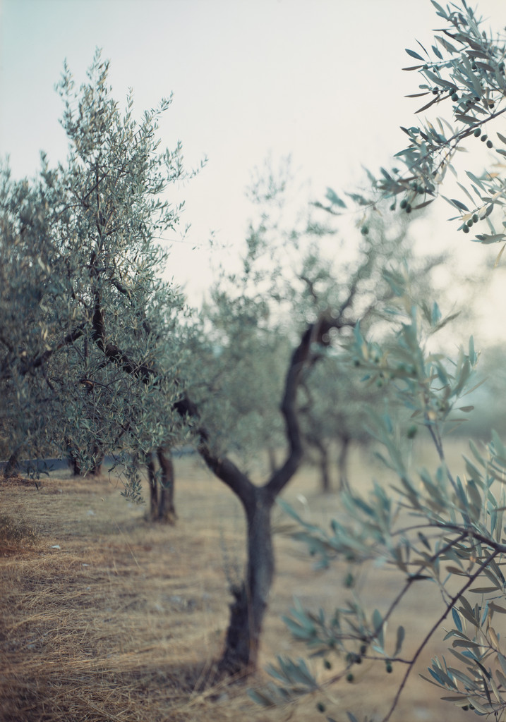 Olive Trees after the Heat