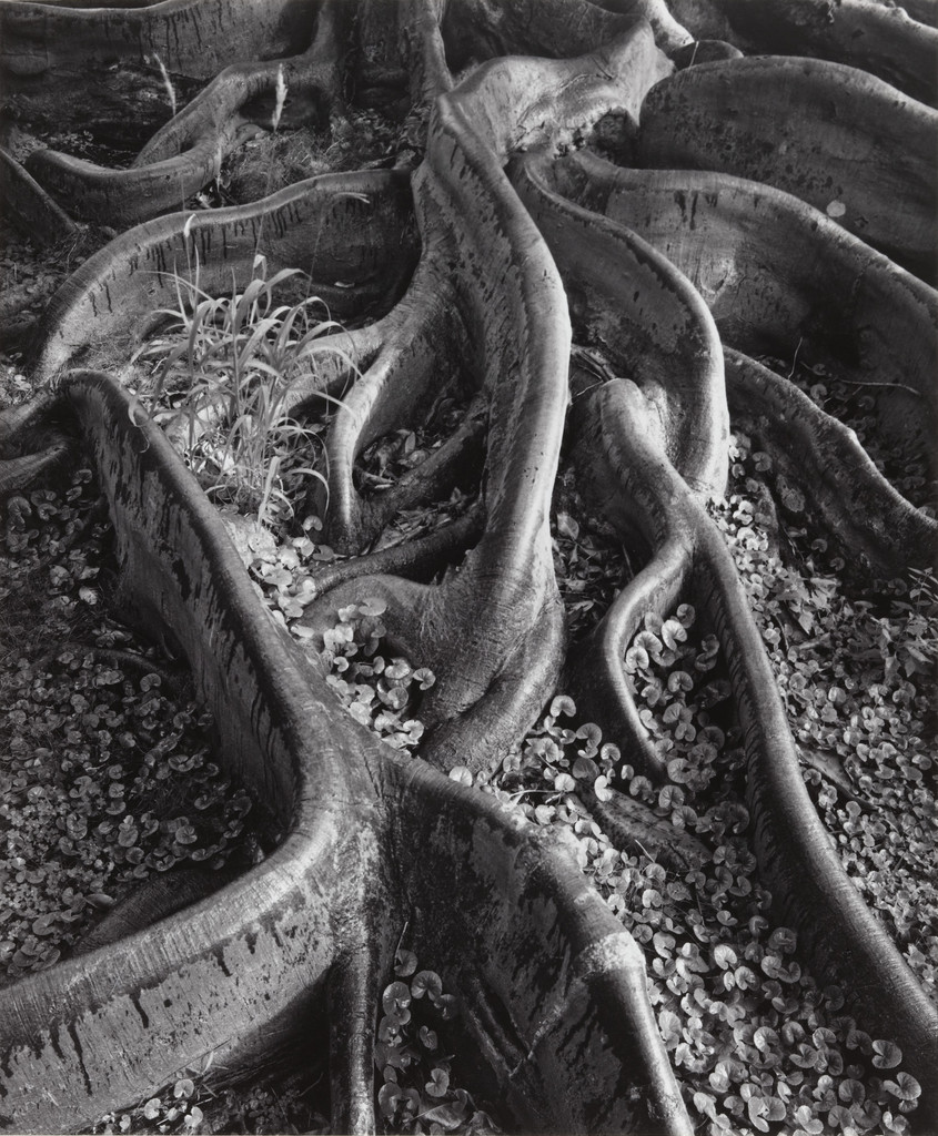 Roots, Foster Gardens, Honolulu