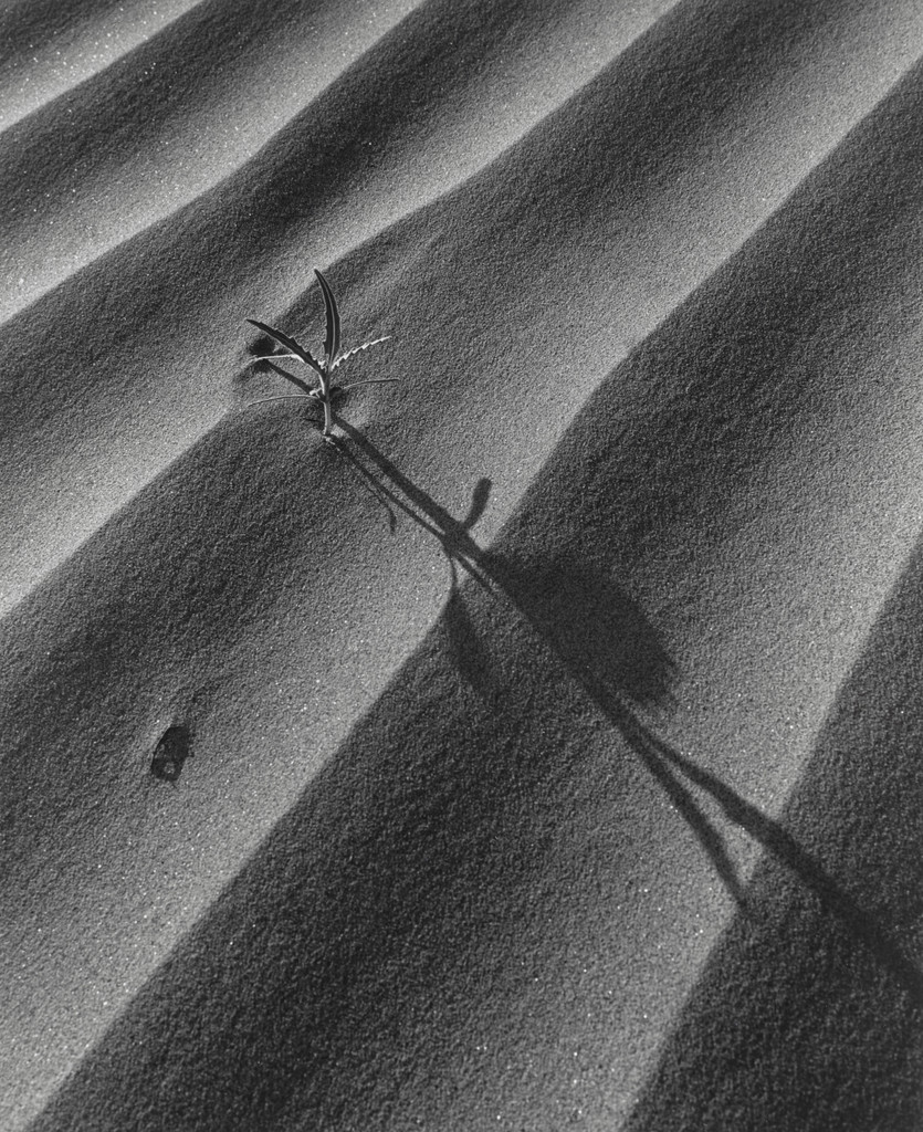 Sand Dune and Plant, Palm Desert, California