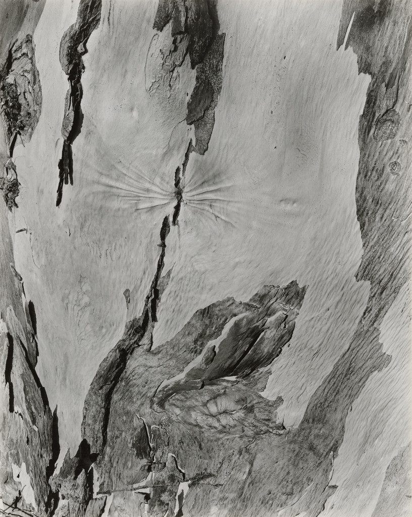 Eucalyptus Bark, California