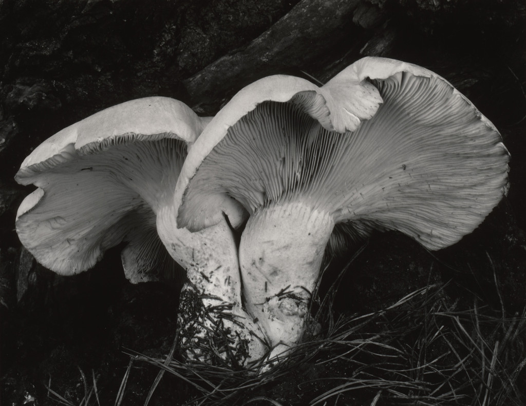Fungus