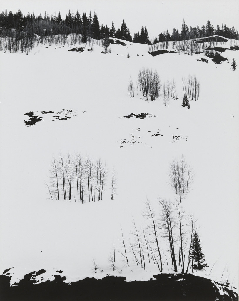 Aspens, Colorado