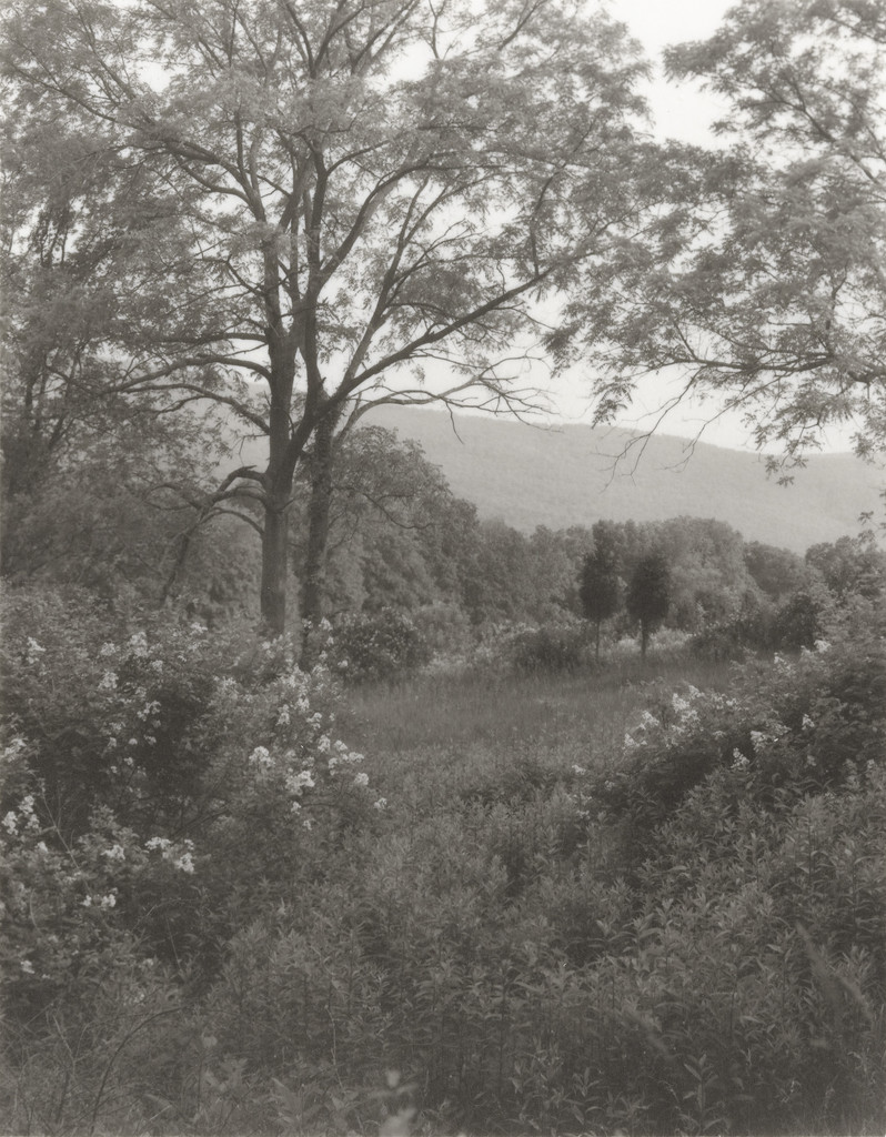 Plain Fields