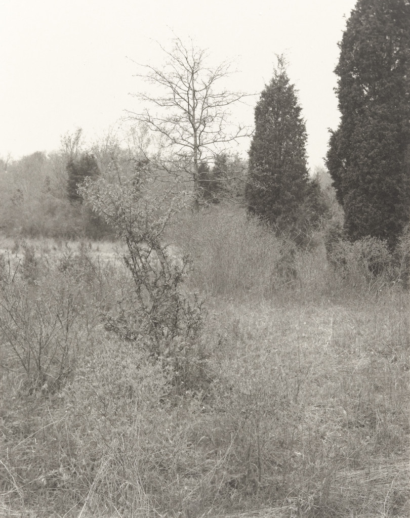 Plain Fields