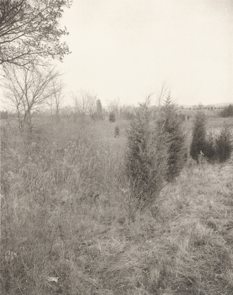 Plain Fields