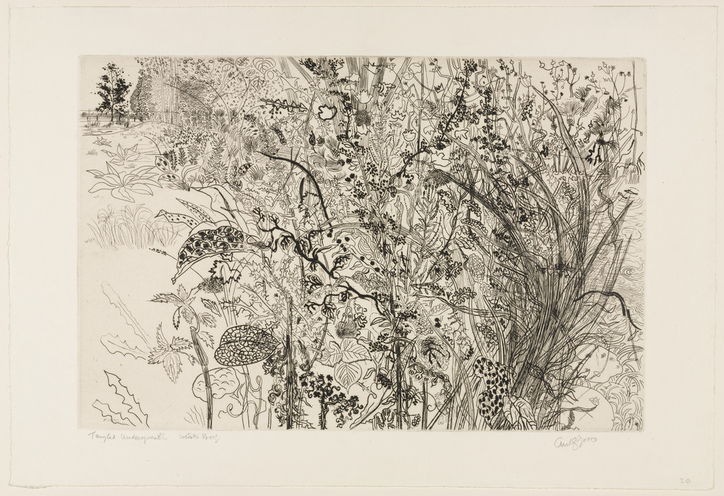 Tangled Undergrowth