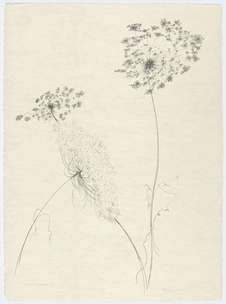 Queen Anne's Lace from the portfolio Of Nature, Of Man